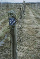 Grape Row Marker